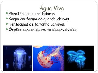 Água Viva

Planctônicas ou nadadoras
Corpo em forma de guarda-chuvas
Tentáculos de tamanho variável.
Órgãos sensoriais muito desenvolvidos.

 