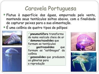 Caravela Portuguesa
 Flutua à superfície das águas, empurrada pelo vento,

mantendo seus tentáculos soltos abaixo, com a finalidade
de capturar peixes para a sua alimentação.
 É uma colônia de quatro tipos de pólipos:
pneumatóforo transforma
do numa vesícula cheia de ar
domonoctozoóides que
formam os tentáculos

gastrozoóides
que
formam os "estômagos" da
colônia
gonozoóides que produzem
os gâmetas para
a reprodução

 