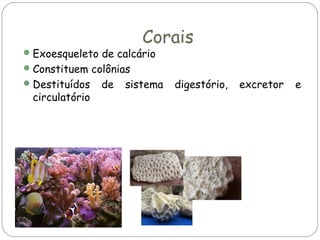 Corais

 Exoesqueleto de calcário
 Constituem colônias
 Destituídos

circulatório

de

sistema

digestório,

excretor

e

 