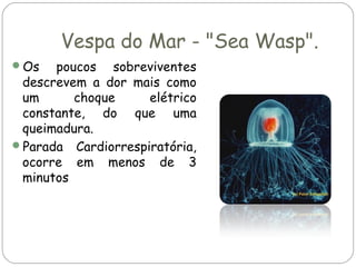 Vespa do Mar - "Sea Wasp".
Os

poucos sobreviventes
descrevem a dor mais como
um
choque
elétrico
constante, do que uma
queimadura.
Parada Cardiorrespiratória,
ocorre em menos de 3
minutos

 