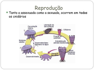 Reprodução

 Tanto a assexuada como a sexuada, ocorrem em todos

os cnidários

 