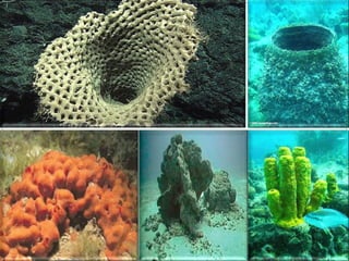 Poríferos e Cnidários