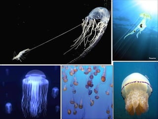 Poríferos e Cnidários