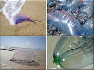 Poríferos e Cnidários