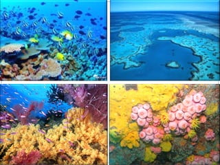 Poríferos e Cnidários