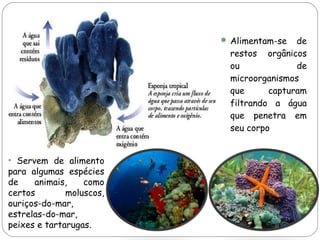  Alimentam-se

de
restos orgânicos
ou
de
microorganismos
que
capturam
filtrando a água
que penetra em
seu corpo

• Servem de alimento
para algumas espécies
de
animais,
como
certos
moluscos,
ouriços-do-mar,
estrelas-do-mar,
peixes e tartarugas.

 
