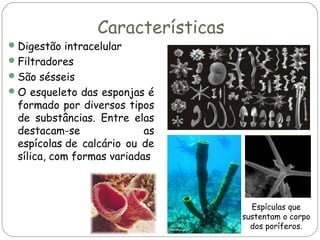 Características

 Digestão intracelular
 Filtradores
 São sésseis

 O esqueleto das esponjas é

formado por diversos tipos
de substâncias. Entre elas
destacam-se
as
espícolas de calcário ou de
sílica, com formas variadas

Espículas que
sustentam o corpo
dos poríferos.

 