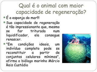 Qual é o animal com maior
capacidade de regeneração?

É a esponja do mar!!!
Sua capacidade de regeneração

é tão impressionante que, mesmo
se
for
triturada
num
liquidificador,
ela
consegue
renascer.
"Em
condições
ideais,
um
indivíduo completo pode se
reconstituir
a
partir
de
conjuntos celulares mínimos",
afirma o biólogo marinho Márcio
Reis Custódio

 