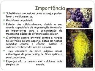 Importância

 Substâncias produzidas pelas esponjas podem

levar a medicamentos.
 Medidoras de poluição
 Estudo das células-tronco, devido a sua
grande capacidade de regeneração tornandose importantes para a compreensão do
mecanismo básico da diferenciação celular.
 O primeiro agente antiviral contra a herpes
foi extraído de uma esponja. Estão em testes
remédios contra o câncer, malária e
antibióticos baseados nesses animais.
 Seu esqueleto de sílica inspirou novas
estratégias de para desing de fibra óptica e
semicondutores.
 Esponjas são os animais multicelulares mais
simples do
mundo.

 