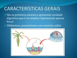  São os primeiros animais a apresentar cavidade
digestória que é incompleta (apresentam apenas
boca).
 Diblásticos, protostômios com simetria radial.
CARACTERÍSTICAS GERAIS
 