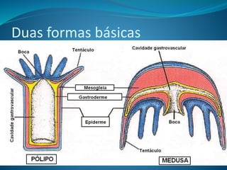 Duas formas básicas
 