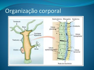Organização corporal
 