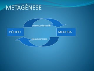 METAGÊNESE
PÓLIPO MEDUSA
Assexuadamente
Sexuadamente
 