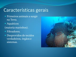 Características gerais
 Primeiros animais a surgir
na Terra.
 Aquáticos
(maioria marinhos).
 Filtradores.
 Desprovidos de tecidos
verdadeiros, órgãos e
sistemas.
 