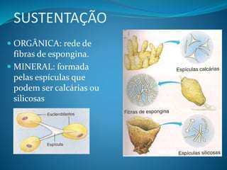 SUSTENTAÇÃO
 ORGÂNICA: rede de
fibras de espongina.
 MINERAL: formada
pelas espículas que
podem ser calcárias ou
silicosas
 