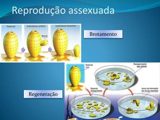 Reprodução assexuada
Brotamento
Regeneração
 