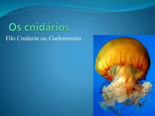 Filo Cnidaria ou Coelenterata
 
