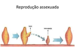 Reprodução assexuada
 