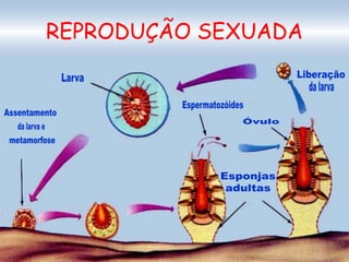 REPRODUÇÃO SEXUADA
 