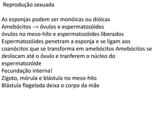 Reprodução sexuada
As esponjas podem ser monóicas ou dióicas
Amebócitos → óvulos e espermatozóides
óvulos no meso-hilo e espermatozóides liberados
Espermatozóides penetram a esponja e se ligam aos
coanócitos que se transforma em amebócitos Amebócitos se
deslocam até o óvulo e tranferem o núcleo do
espermatozóide
Fecundação interna!
Zigoto, mórula e blástula no meso-hilo
Blástula flagelada deixa o corpo da mãe
 