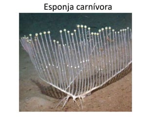 Esponja carnívora
 