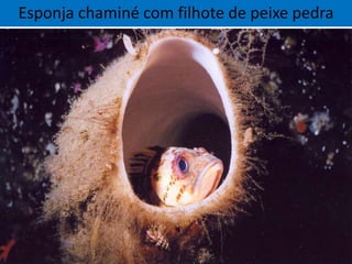 Esponja chaminé com filhote de peixe pedra
 