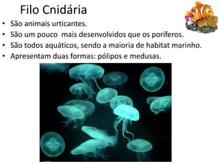 Filo Cnidária
• São animais urticantes.
• São um pouco mais desenvolvidos que os poríferos.
• São todos aquáticos, sendo a maioria de habitat marinho.
• Apresentam duas formas: pólipos e medusas.
 