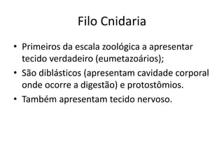 Filo Cnidaria
• Primeiros da escala zoológica a apresentar
tecido verdadeiro (eumetazoários);
• São diblásticos (apresentam cavidade corporal
onde ocorre a digestão) e protostômios.
• Também apresentam tecido nervoso.
 