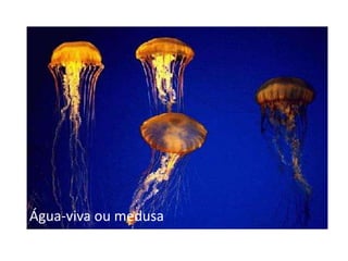 Água-viva ou medusa
 