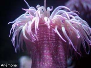 Anêmona
 