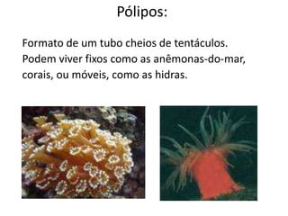 Pólipos:
Formato de um tubo cheios de tentáculos.
Podem viver fixos como as anêmonas-do-mar,
corais, ou móveis, como as hidras.
 