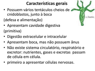 Características gerais
• Possuem vários tentáculos cheios de
cnidoblastos, junto à boca
(defesa e alimentação)
• Apresentam cavidade digestiva
(primitiva)
• Digestão extracelular e intracelular
• Apresentam boca, mas não possuem ânus
• Não existe sistema circulatório, respiratório e
excretor: nutrientes, gases e excretas passam
de célula em célula.
• primeiro a apresentar células nervosas.
 
