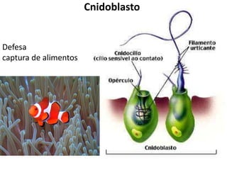 Cnidoblasto
Defesa
captura de alimentos
 