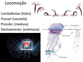 Locomoção
Cambalhotas (hidra)
Flutuar (caravela)
Pressão: (medusa)
Deslizamento: (anêmona)
 