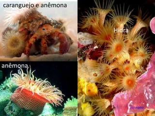 caranguejo e anêmona
Hidra
anêmona
 