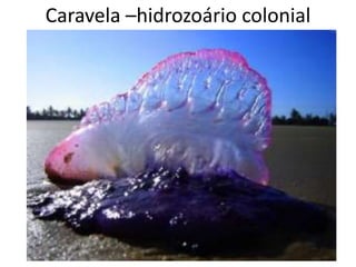Caravela –hidrozoário colonial
 
