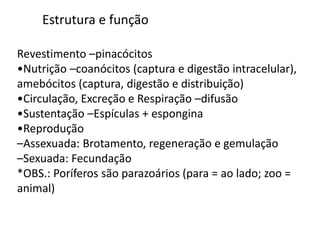 Revestimento –pinacócitos
•Nutrição –coanócitos (captura e digestão intracelular),
amebócitos (captura, digestão e distribuição)
•Circulação, Excreção e Respiração –difusão
•Sustentação –Espículas + espongina
•Reprodução
–Assexuada: Brotamento, regeneração e gemulação
–Sexuada: Fecundação
*OBS.: Poríferos são parazoários (para = ao lado; zoo =
animal)
Estrutura e função
 