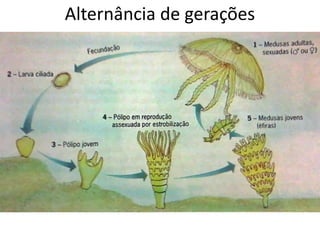 Alternância de gerações
 
