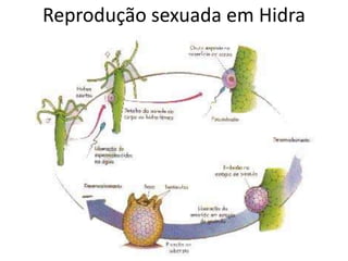 Reprodução sexuada em Hidra
 