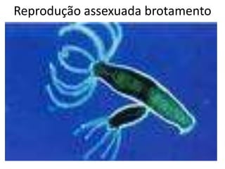 Reprodução assexuada brotamento
 