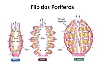 Filo dos Poríferos
 