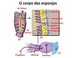 O corpo das esponjas
 