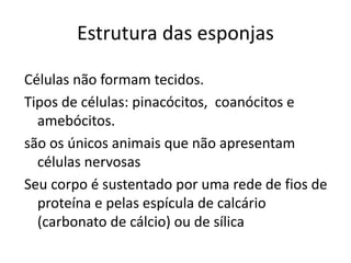 Estrutura das esponjas
Células não formam tecidos.
Tipos de células: pinacócitos, coanócitos e
amebócitos.
são os únicos animais que não apresentam
células nervosas
Seu corpo é sustentado por uma rede de fios de
proteína e pelas espícula de calcário
(carbonato de cálcio) ou de sílica
 