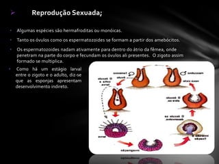            Reprodução Sexuada;

•   Algumas espécies são hermafroditas ou monóicas.
•   Tanto os óvulos como os espermatozoides se formam a partir dos amebócitos.
•   Os espermatozoides nadam ativamente para dentro do átrio da fêmea, onde
    penetram na parte do corpo e fecundam os óvulos ali presentes. O zigoto assim
    formado se multiplica.
•   Como há um estágio larval
    entre o zigoto e o adulto, diz-se
    que as esponjas apresentam
    desenvolvimento indireto.
 