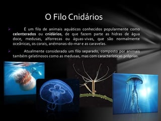 O Filo Cnidários
         É um filo de animais aquáticos conhecidos popularmente como
    celenterados ou cnidários, de que fazem parte as hidras de água
    doce, medusas, alforrecas ou águas-vivas, que são normalmente
    oceânicas, os corais, anémonas-do-mar e as caravelas.
        Atualmente considerado um filo separado, composto por animais
    também gelatinosos como as medusas, mas com características próprias.
 