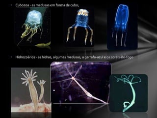• Cubozoa - as medusas em forma de cubo;




• Hidrozoários - as hidras, algumas medusas, a garrafa-azul e os corais-de-fogo
 