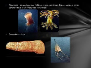 • Staurozoa - as medusas que habitam regiões costeiras dos oceanos em zonas
  temperadas e estão fixas pelos tentáculos;




• Conulata - extinta.
 
