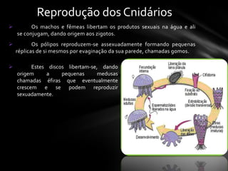 Reprodução dos Cnidários
         Os machos e fêmeas libertam os produtos sexuais na água e ali
    se conjugam, dando origem aos zigotos.
          Os pólipos reproduzem-se assexuadamente formando pequenas
    réplicas de si mesmos por evaginação da sua parede, chamadas gomos.

         Estes discos libertam-se, dando
    origem     a     pequenas      medusas
    chamadas éfiras que eventualmente
    crescem e se podem reproduzir
    sexuadamente.
 