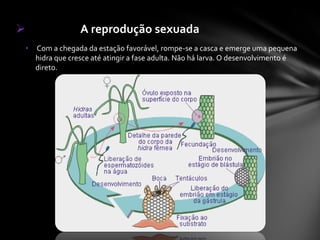                 A reprodução sexuada
•   Com a chegada da estação favorável, rompe-se a casca e emerge uma pequena
    hidra que cresce até atingir a fase adulta. Não há larva. O desenvolvimento é
    direto.
 