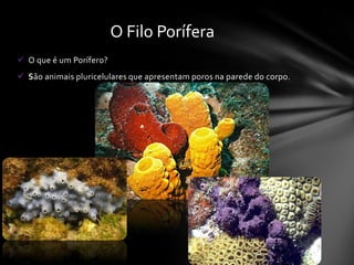 O Filo Porífera
 O que é um Porífero?
 São animais pluricelulares que apresentam poros na parede do corpo.
 
